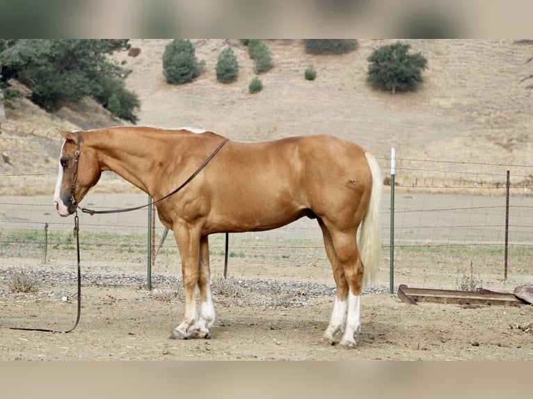 Caballo cuarto de milla Caballo castrado 13 años Palomino in Paicines, ca