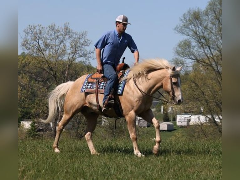 Caballo cuarto de milla Caballo castrado 13 años Palomino in Mount Vernon, KY