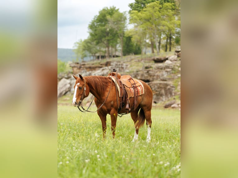 Caballo cuarto de milla Caballo castrado 13 años Ruano alazán in Quitman