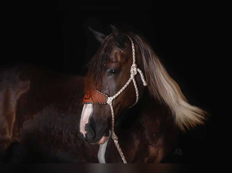 Caballo cuarto de milla Caballo castrado 13 años Tobiano-todas las-capas in Everette PA