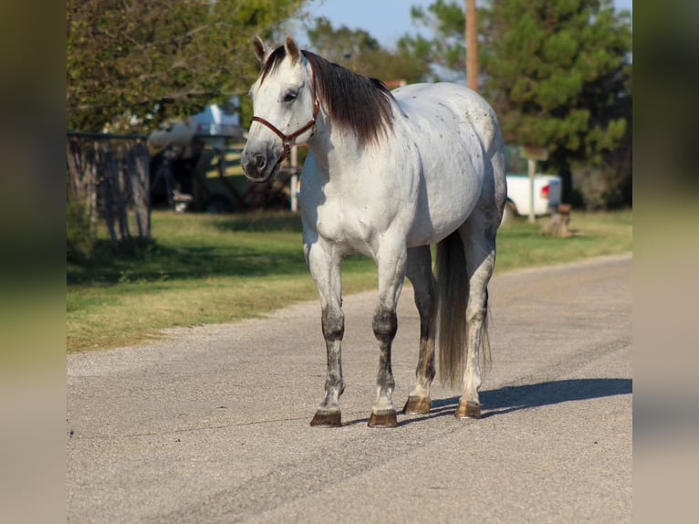 Caballo cuarto de milla Caballo castrado 13 años Tordo in Stephenville TX
