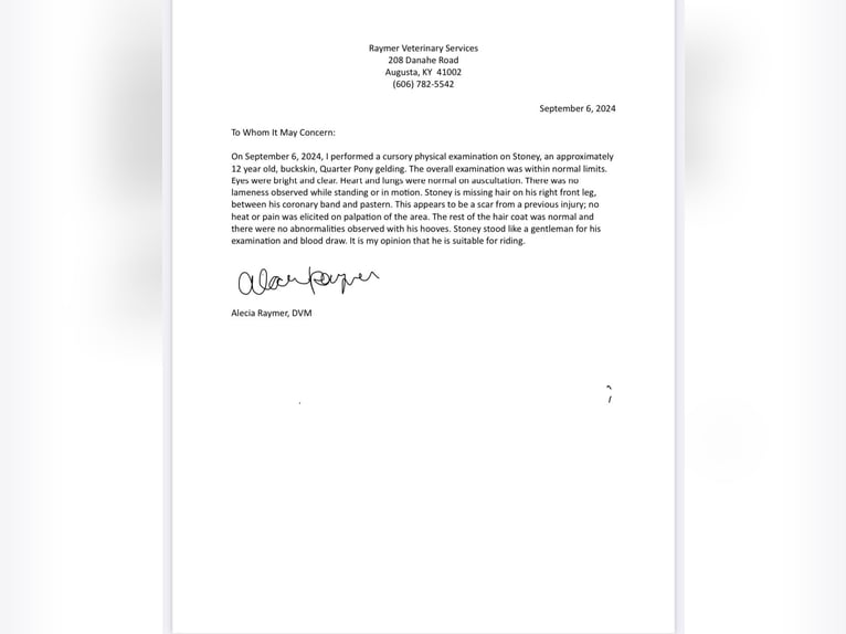 Caballo cuarto de milla Caballo castrado 14 años 142 cm Buckskin/Bayo in Maysville KY