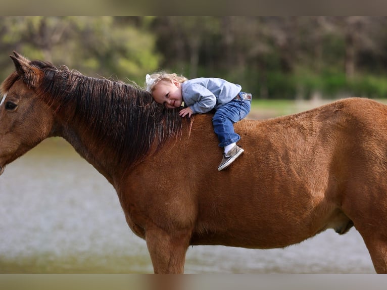 Caballo cuarto de milla Caballo castrado 14 años 142 cm Buckskin/Bayo in Forney
