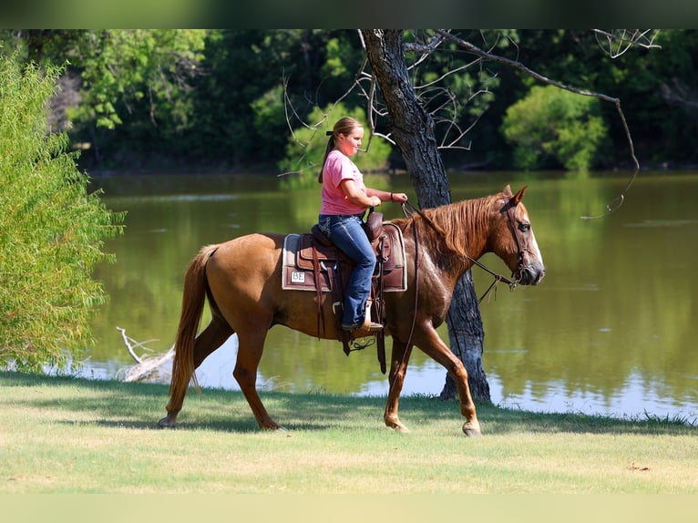 Caballo cuarto de milla Caballo castrado 14 años 142 cm  in Forney
