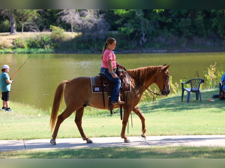 Caballo cuarto de milla Caballo castrado 14 años 142 cm  in Forney