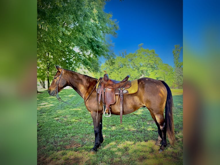 Caballo cuarto de milla Caballo castrado 14 años 142 cm Castaño rojizo in Carnesville, GA