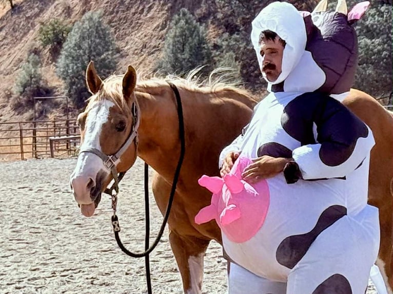 Caballo cuarto de milla Caballo castrado 14 años 145 cm Overo-todas las-capas in Paicines, CA