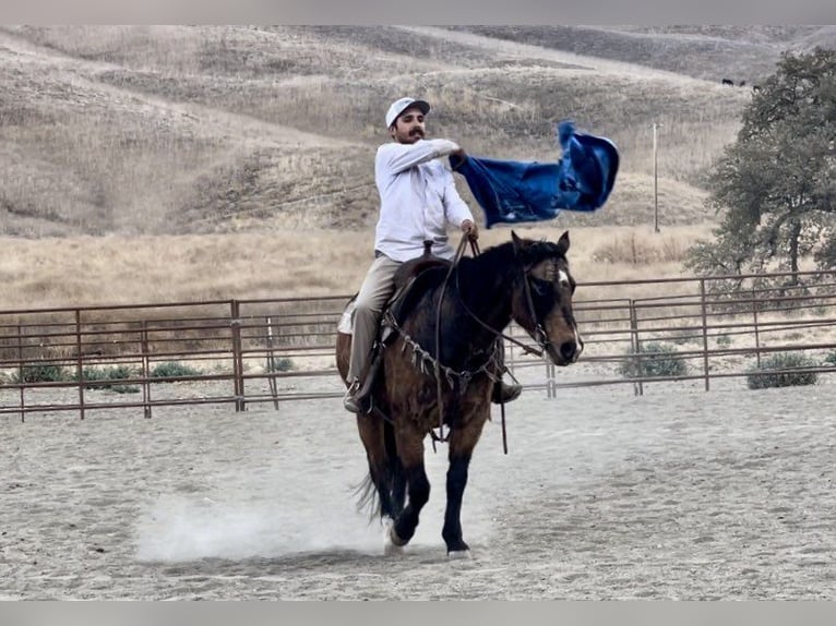 Caballo cuarto de milla Caballo castrado 14 años 147 cm Buckskin/Bayo in Bitterwater CA