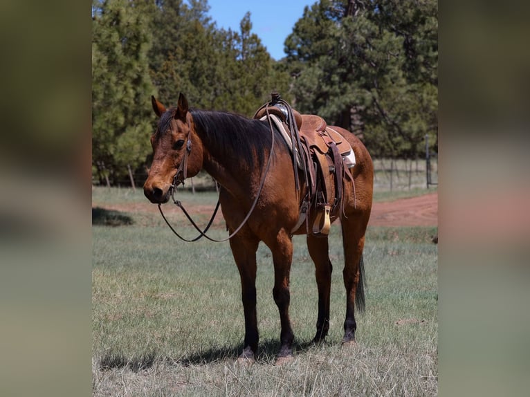 Caballo cuarto de milla Caballo castrado 14 años 147 cm Castaño rojizo in Camp Verde AZ