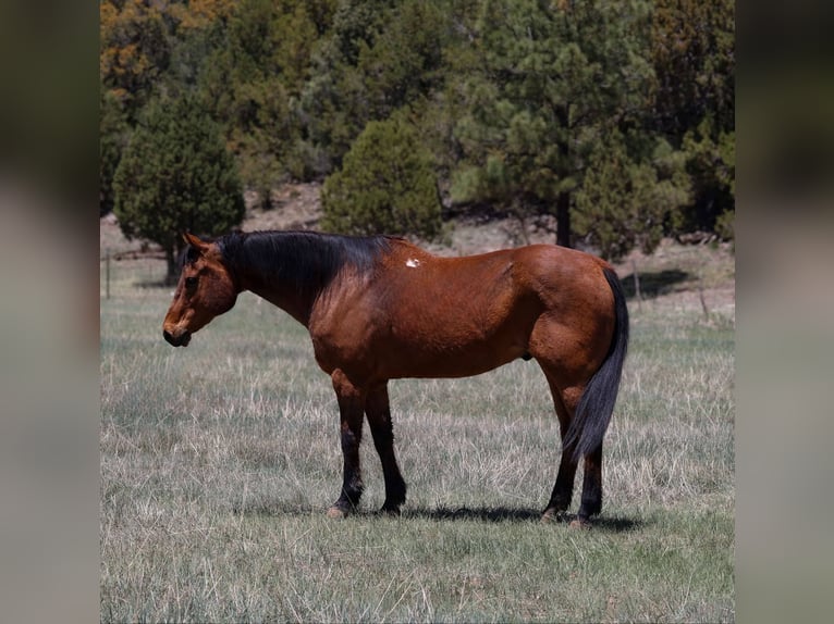 Caballo cuarto de milla Caballo castrado 14 años 147 cm Castaño rojizo in Camp Verde AZ