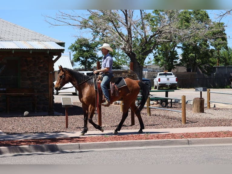 Caballo cuarto de milla Caballo castrado 14 años 147 cm Castaño rojizo in Camp Verde AZ