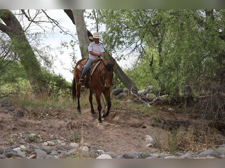 Caballo cuarto de milla Caballo castrado 14 años 147 cm Castaño rojizo in Camp Verde AZ