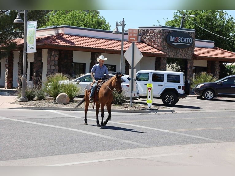 Caballo cuarto de milla Caballo castrado 14 años 147 cm Castaño rojizo in Camp Verde AZ