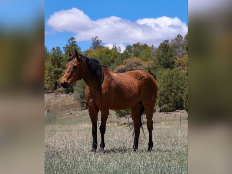 Caballo cuarto de milla Caballo castrado 14 años 147 cm Castaño rojizo in Camp Verde AZ