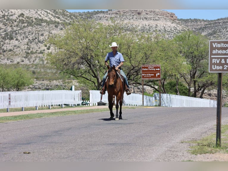 Caballo cuarto de milla Caballo castrado 14 años 147 cm Castaño rojizo in Camp Verde AZ