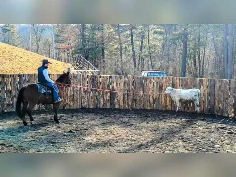 Caballo cuarto de milla Caballo castrado 14 años 147 cm Castaño rojizo in Everette PA