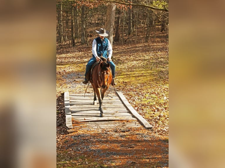 Caballo cuarto de milla Caballo castrado 14 años 147 cm Castaño rojizo in Everette PA