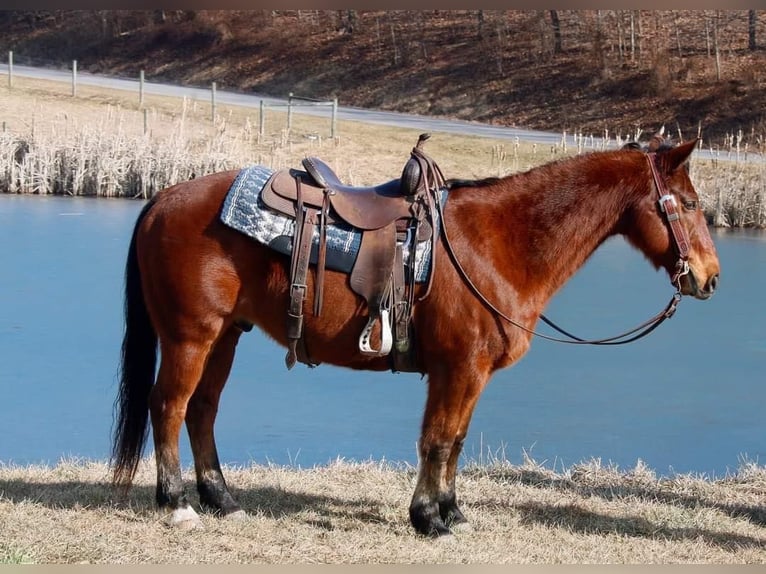 Caballo cuarto de milla Caballo castrado 14 años 147 cm Castaño rojizo in Everette PA
