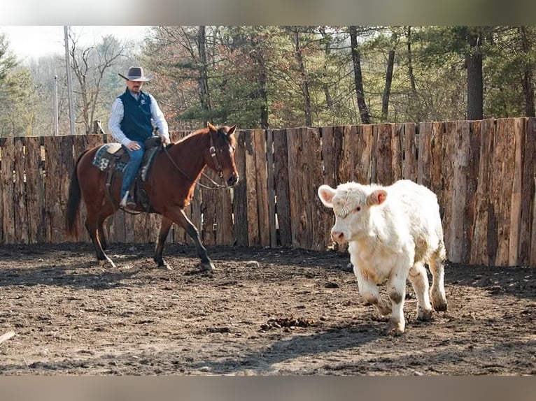 Caballo cuarto de milla Caballo castrado 14 años 147 cm Castaño rojizo in Everette PA