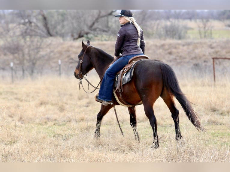 Caballo cuarto de milla Caballo castrado 14 años 147 cm Castaño rojizo in Mineral Wells