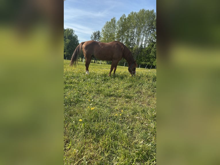 Caballo cuarto de milla Caballo castrado 14 años 148 cm Castaño in Sulzbach-Rosenberg