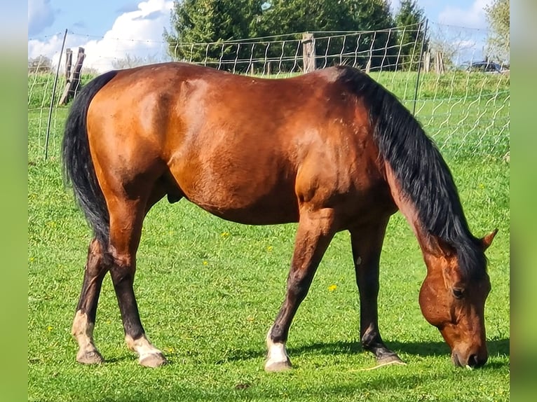 Caballo cuarto de milla Caballo castrado 14 años 148 cm Castaño in Raabs an der Thaya