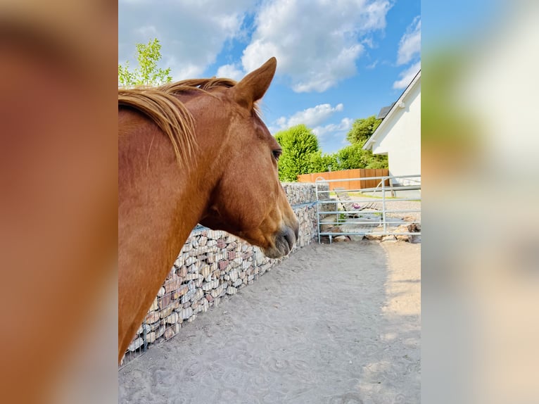 Caballo cuarto de milla Mestizo Caballo castrado 14 años 150 cm Alazán in Sankt Goar