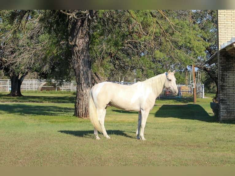 Caballo cuarto de milla Caballo castrado 14 años 150 cm Palomino in Stephenville, TX