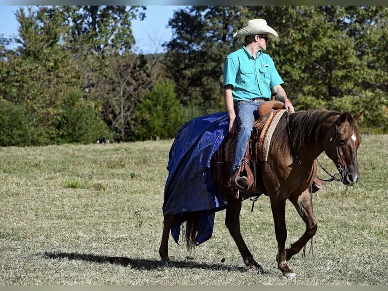 Caballo cuarto de milla Caballo castrado 14 años 150 cm Red Dun/Cervuno in Quitman AR
