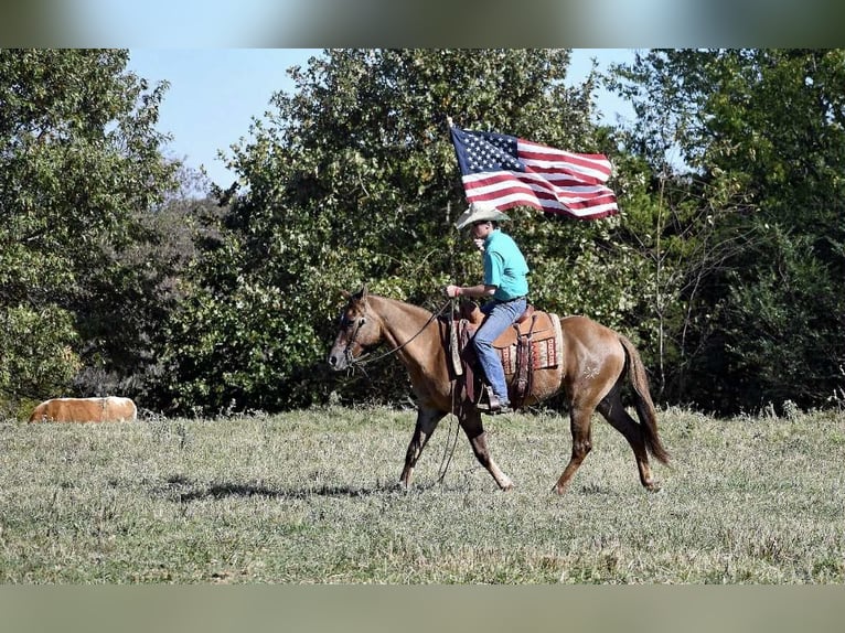 Caballo cuarto de milla Caballo castrado 14 años 150 cm Red Dun/Cervuno in Quitman AR