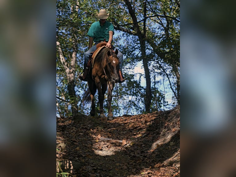 Caballo cuarto de milla Caballo castrado 14 años 150 cm Red Dun/Cervuno in Quitman AR