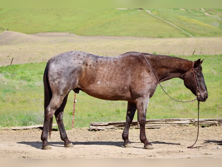 Caballo cuarto de milla Caballo castrado 14 años 150 cm Ruano azulado in King City