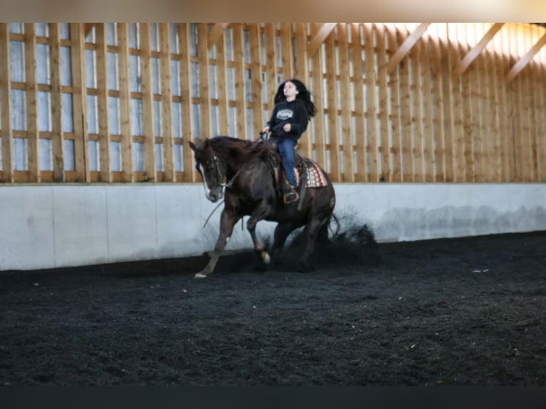 Caballo cuarto de milla Caballo castrado 14 años 152 cm Alazán-tostado in Beaver Springs