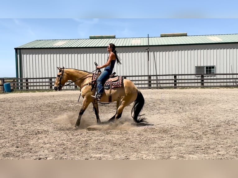 Caballo cuarto de milla Caballo castrado 14 años 152 cm Buckskin/Bayo in Pleasant Grove GA