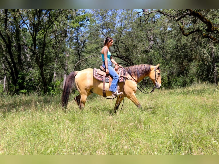 Caballo cuarto de milla Caballo castrado 14 años 152 cm Buckskin/Bayo in Pleasant Grove GA