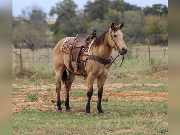 Caballo cuarto de milla Caballo castrado 14 años 152 cm Buckskin/Bayo in Stephenville TX