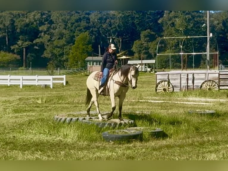 Caballo cuarto de milla Caballo castrado 14 años 152 cm Buckskin/Bayo in San Francisco