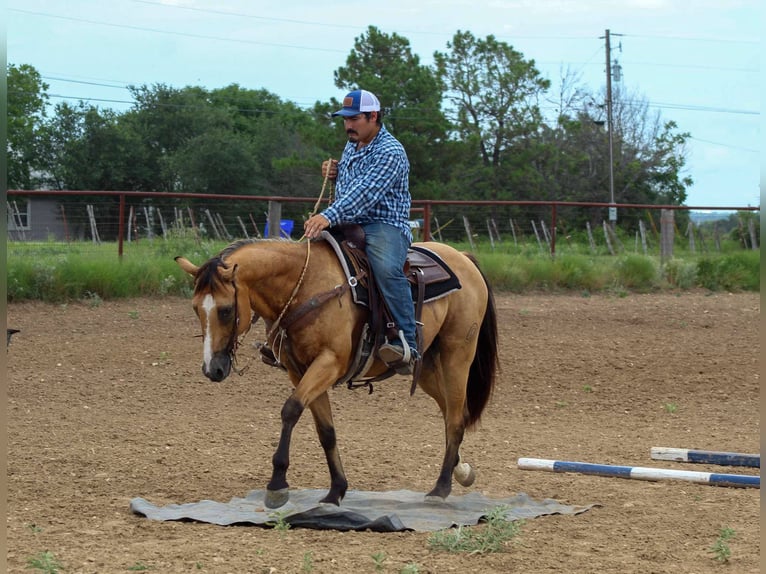 Caballo cuarto de milla Caballo castrado 14 años 152 cm Buckskin/Bayo in Stephenville TX