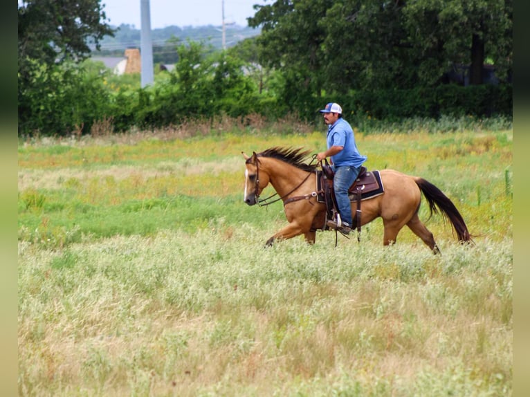 Caballo cuarto de milla Caballo castrado 14 años 152 cm Buckskin/Bayo in Stephenville TX