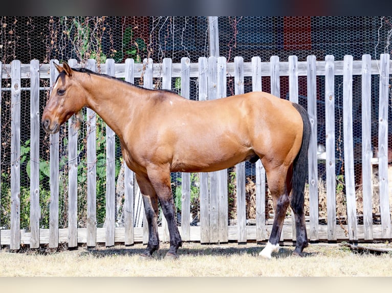 Caballo cuarto de milla Caballo castrado 14 años 152 cm Buckskin/Bayo in Forney