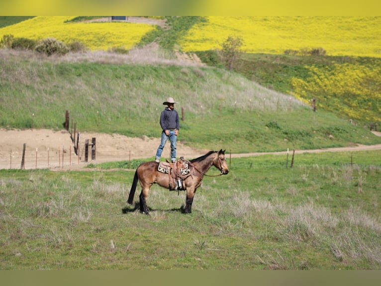 Caballo cuarto de milla Caballo castrado 14 años 152 cm Buckskin/Bayo in Tres Pinos