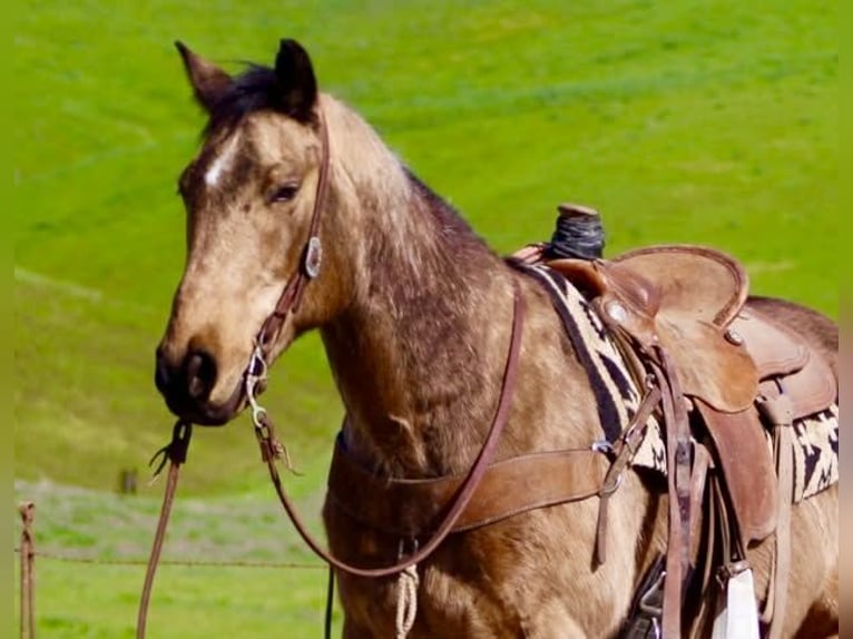 Caballo cuarto de milla Caballo castrado 14 años 152 cm Buckskin/Bayo in Tres Pinos
