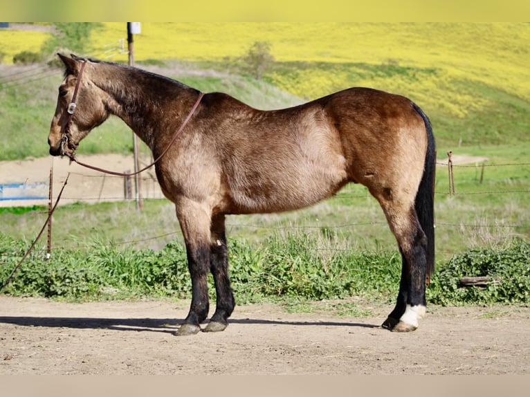 Caballo cuarto de milla Caballo castrado 14 años 152 cm Buckskin/Bayo in Tres Pinos