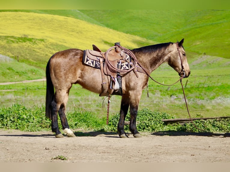 Caballo cuarto de milla Caballo castrado 14 años 152 cm Buckskin/Bayo in Tres Pinos