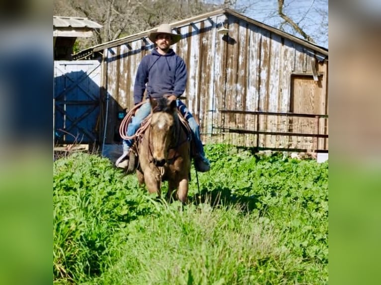 Caballo cuarto de milla Caballo castrado 14 años 152 cm Buckskin/Bayo in Tres Pinos
