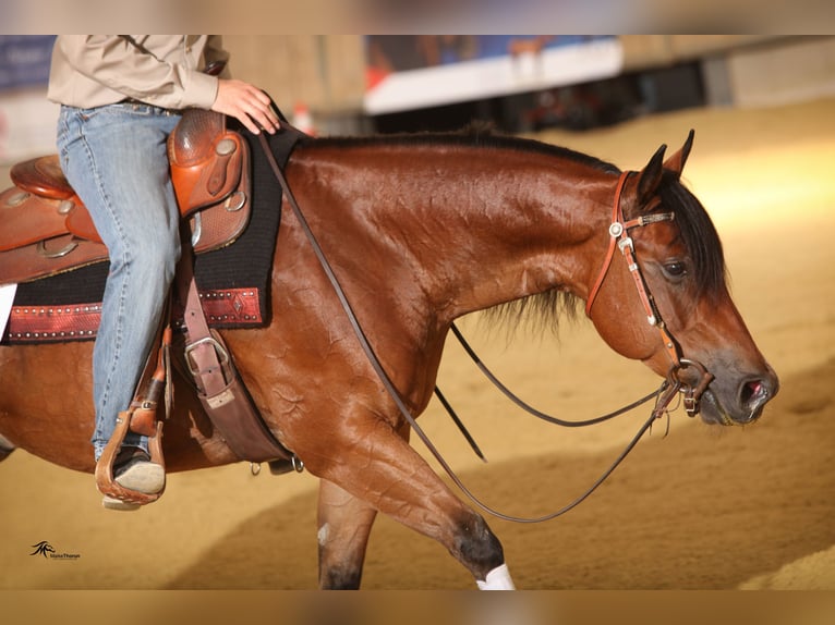 Caballo cuarto de milla Caballo castrado 14 años 152 cm Castaño claro in Bottrop