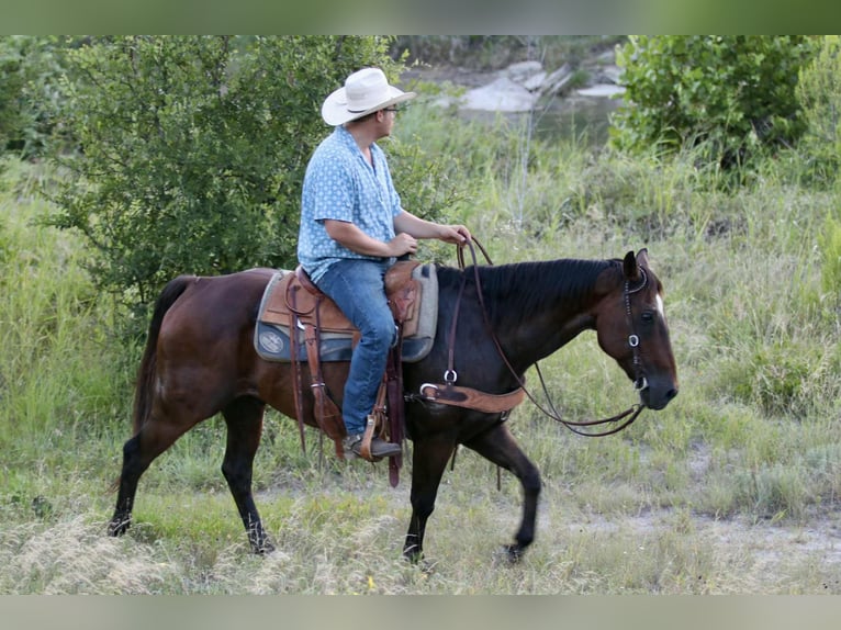 Caballo cuarto de milla Caballo castrado 14 años 152 cm Castaño rojizo in Lipan TX