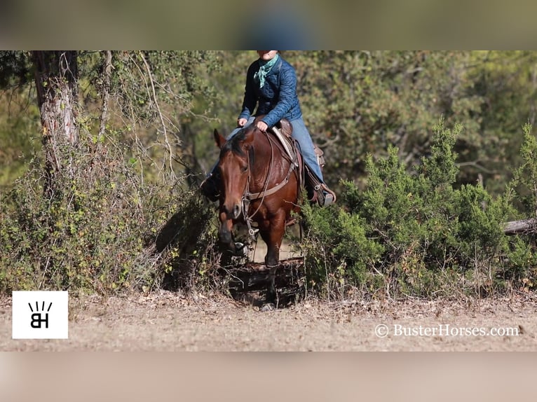 Caballo cuarto de milla Caballo castrado 14 años 152 cm Castaño rojizo in Weatherford TX