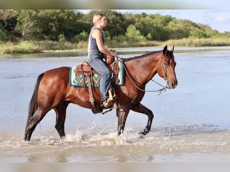 Caballo cuarto de milla Caballo castrado 14 años 152 cm Castaño rojizo in Mineral Wells