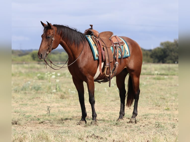 Caballo cuarto de milla Caballo castrado 14 años 152 cm Castaño rojizo in Mineral Wells
